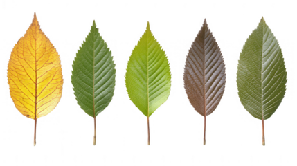 Leaves in Different Seasons: Autumn, Summer, and PNG Transparent Background