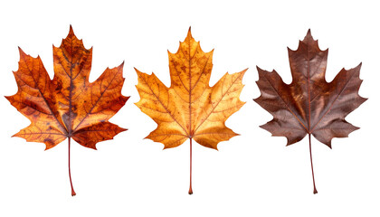 Fototapeta premium set of three dried maple leaves in vibrant autumn shades, colorful fall foliage collection, seasonal botanical textures on isolated background 