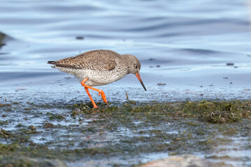 Common Redshank