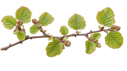 Branch with leaves macro photography on PNG transparent background