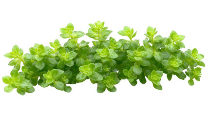 Obraz premium Vibrant Green Aquatic Plant with PNG transparent background