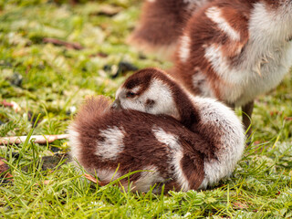 two little ducklings