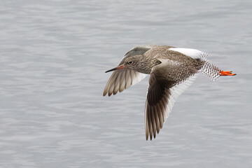 Common Redshank