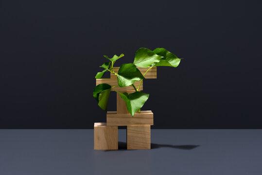 Vibrant ivy plant on wooden blocks against dark backdrop