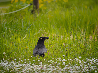 _Crow in the Medow 