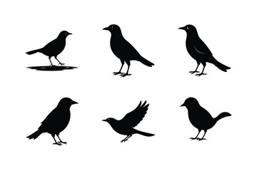 Blackbird silhouette bundle  illustration, Blackbird silhouette  vector 