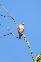 Red shouldered hawk perched in a tree