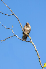 Red shouldered hawk perched in a tree