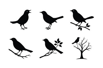 Obraz premium Blackbird silhouette bundle illustration, Blackbird silhouette vector 