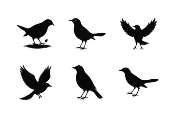 Blackbird silhouette bundle  illustration, Blackbird silhouette  vector 