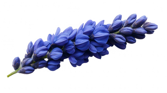 Close-up of a Stunning Blue Flower with transparent PNG background