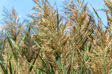 Close-up inflorescence of reed sway against blue sky. Stalk cane blowing in the wind. View on brown bulrush in the swamp. Nature outdoors plants growing.