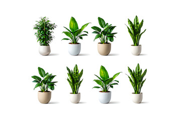 Botanical Arrangement: An array of vibrant potted plants, each flourishing in a unique ceramic pot, thrives in an organized display, adding a touch of nature's grace to interior spaces. 
