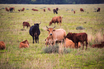 cattle heard on a meadow South Africa cows at the farm, livestock, cattle at the farm outdoors on the meadow free range feeding