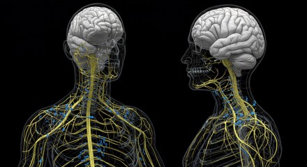 Human Nervous System: Brain, Spinal Cord, and Nerves