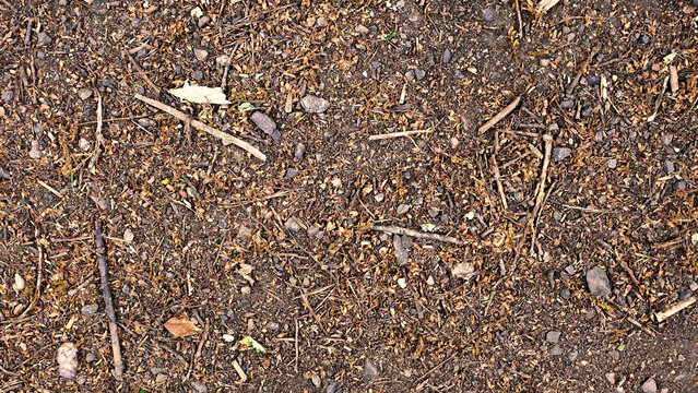 A forest pathway floor surface in autumn with  leaves twigs and stones