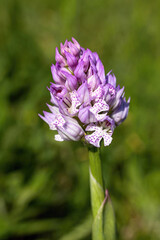 Three-toothed orchid (Neotinea tridentata) flower detailed close-up in full bloom. Vibrant purple petals with bokeh green grass. Springtime macro nature photography. Natural reserve Strabisov,Czechia.