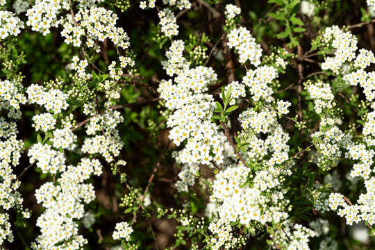 Spirea flowers in full bloom during springtime