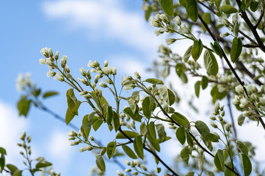 Shadberry flowers against the blue sky