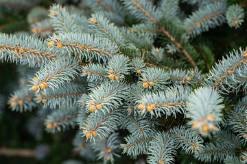 Blue spruce with lush foliage and vibrant needles