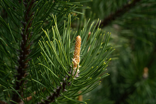 Close-up of dwarf pine needles in natural light