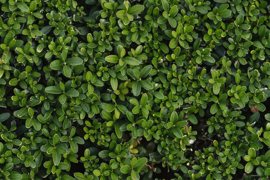 Lush green boxwood leaves in intricate patterns