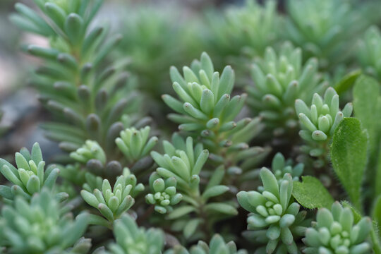 Close-up of six-angled stonecrop with lush green foliage