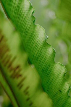 Close-up of vibrant green asplenium leaf texture