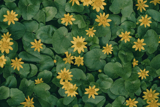 Lesser celandine flowers in lush green foliage
