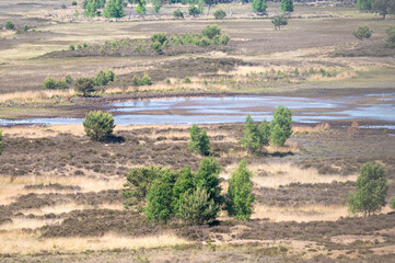 Dry heather of the Kalmthoutse Heide in Kalmthout, Antwerp Province, Belgium