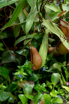 Nepenthes pitcher plant amidst lush green foliage