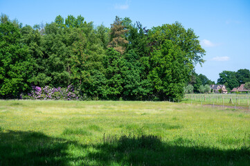 Green lawn and trees at the Kalmthoutse Heide nature reserve in Kalmthout, Antwerp, Belgium