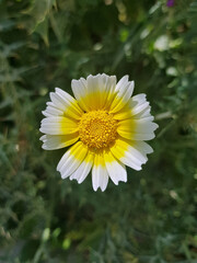Obraz premium Sunlit splendor captured from a top view of Cladanthus mixtus, a spectacular flowering plant celebrated for its brilliant blooms and fragrant foliage, often known as Mediterranean chamomile.