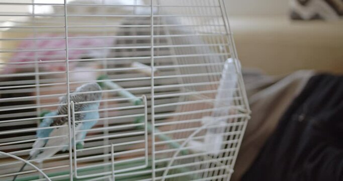 A young boy interacts with his pet parakeet through its cage. The boy gently strokes the bird, showing love and care. The parakeet responds to the affection.