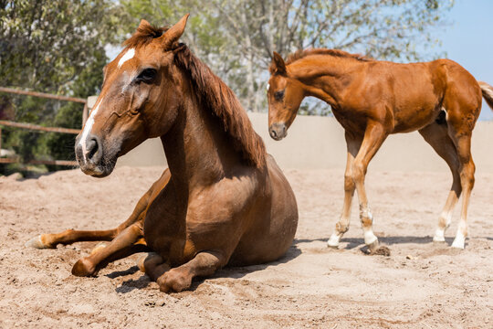 Foal standing beside resting adult horse in sunny paddock