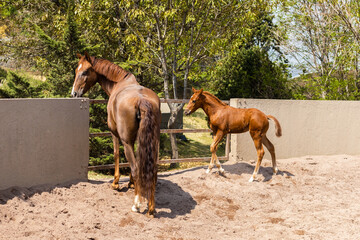 Young foal walking beside a horse in a paddock