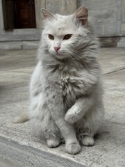 Fluffy dirty white cat grooming itself. Alert serious kitty licks washes paw. Wary, suspicious cute pet looks around at city street. Funny feline face close up.
