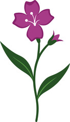 Lobelia flower vector illustration on transparent background.