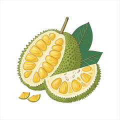 Jackfruit Vector