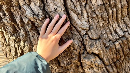Human hand touch tree trunk. People and nature connection concept. Beautiful forest. Nature environment. Woman care about ecology. Save planet. Wood bark close up. Peace and harmony at eco park.