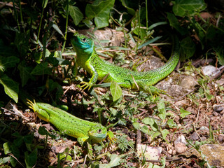 couple de lézards verts