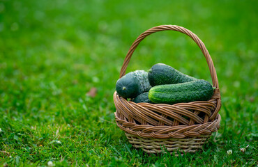 A wicker basket with cucumbers from his garden.Garden cucumbers.