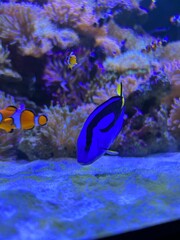 Cores do Oceano: Dory e os Peixes-Palhaço em Harmonia