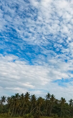 Fototapeta premium Cloudy Sky and Nature - Sky Background