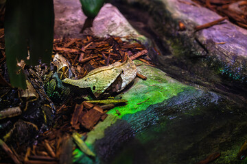 The Gaboon viper
This large venomous snake is native to the rainforests and savannas of sub-Saharan Africa. Fangs up to 2 inches long are the longest of any venomous snake.

