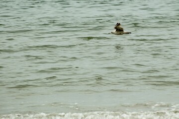 Seagull flying low over gentle ocean waves