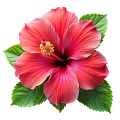 Realistic image of a hibiscus  flower on a transparent background 