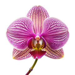 Realistic image of a pink orchid  flower on a transparent background 