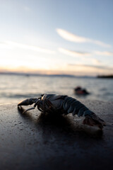 Fototapeta premium Crawfish on Wooden Dock at Sunset Overlooking Lake Tahoe