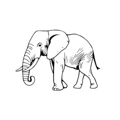 Obraz premium African Elephant Profile: A detailed, monochrome line art illustration depicts a majestic African elephant in profile, showcasing its large ears, tusks, and textured skin.